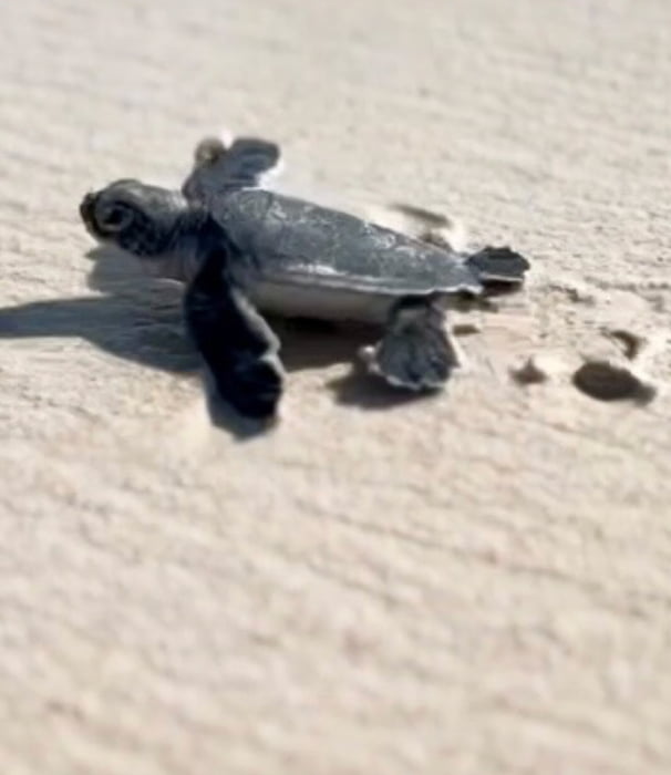 A sea turtle hatchling on the sand